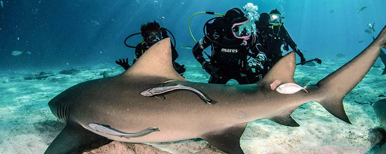 Dive in with the Scuba Diver Girls