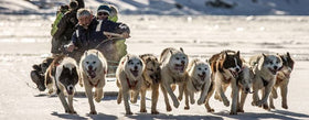 Dogsledding and diving in Greenland