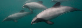 Meet the most endangered sea mammal in existence: Hector’s Dolphins