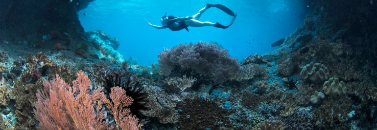 5 inspiring coral reef restoration projects