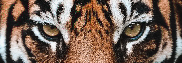 Run wild for nature!